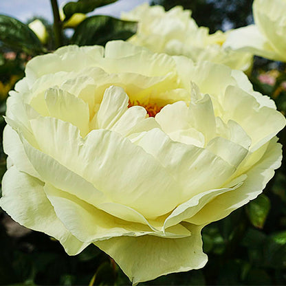 Peony Lemon Chiffon - Peonita