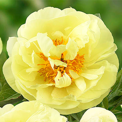 Peony Lemon Chiffon - Peonita