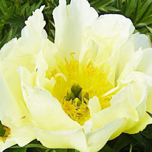 Peony Lemon Dream (ITOH ) - Peonita