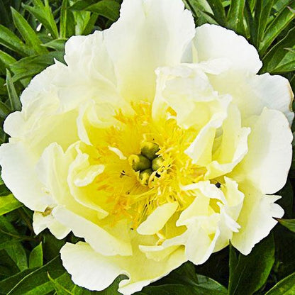 Peony Lemon Dream (ITOH ) - Peonita