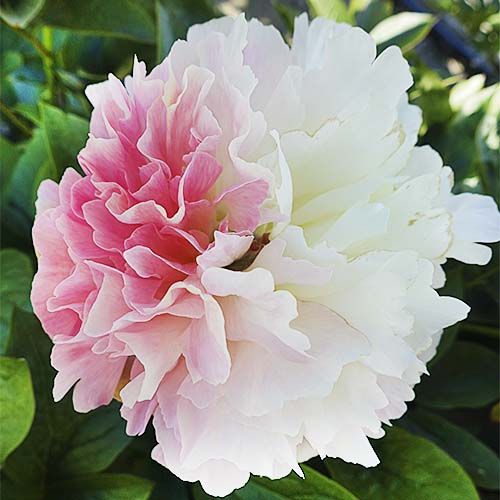 Peony Lois' Choice - Peonita