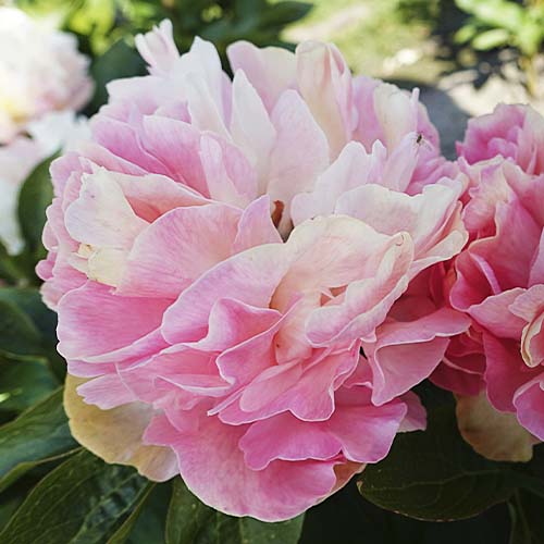 Peony Lois' Choice - Peonita