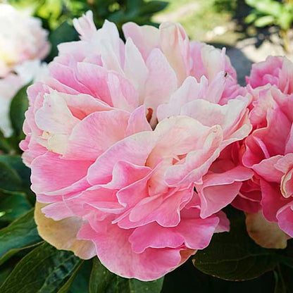 Peony Lois' Choice - Peonita