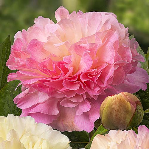 Peony Lois' Choice - Peonita