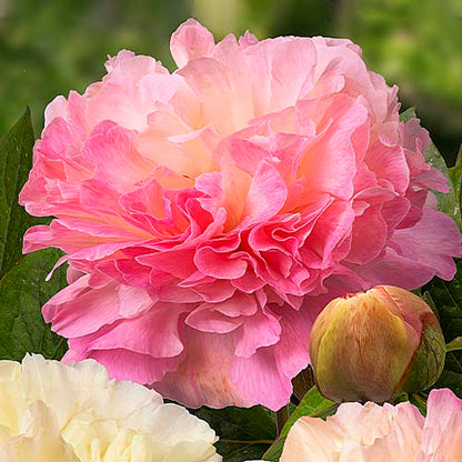 Peony Lois' Choice - Peonita