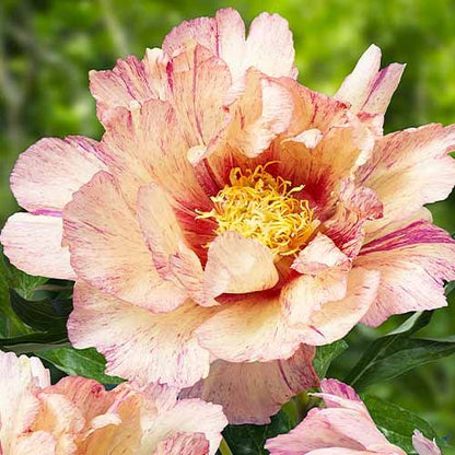 Peony Lollipop (ITOH ) - Peonita