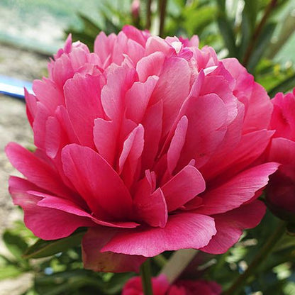 Peony Lorelei (Double) - Peonita