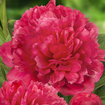 Peony Lorelei (Double) - Peonita