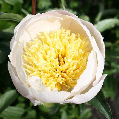 Peony Lotus Queen - Peonita