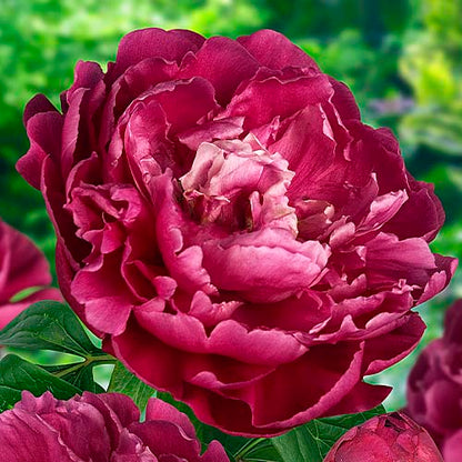 Peony Louis van Houtte - Peonita