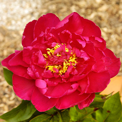 Peony Louis van Houtte - Peonita