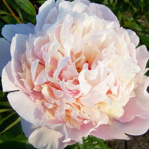 Peony Madame Calot - Peonita