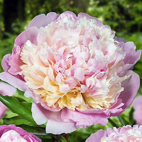 Peony Madame Calot - Peonita