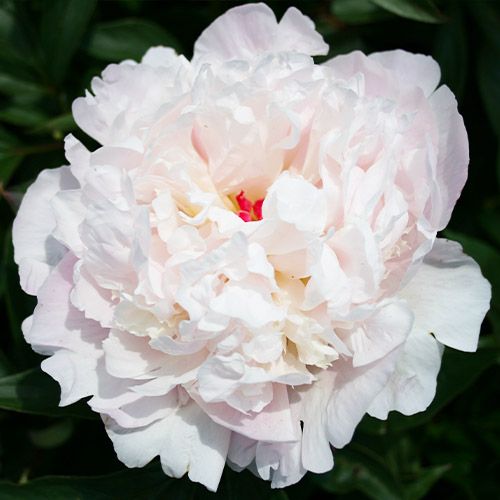 Peony Madame Calot - Peonita