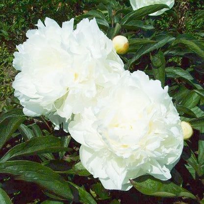 Peony Mad. Claude Tain - Peonita