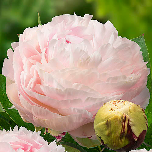 Peony Madame Edouard Doriat - Peonita