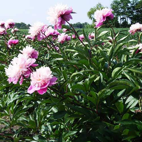 Peony Madame Furtado - Peonita