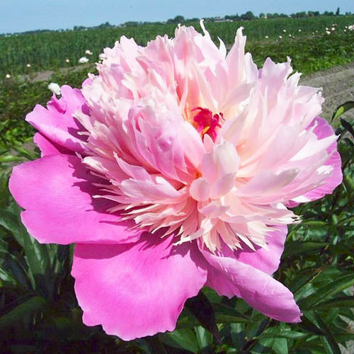 Peony Madame Furtado - Peonita