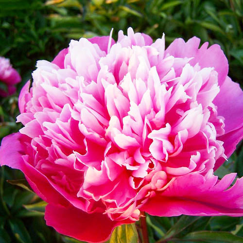 Peony Madame Furtado - Peonita