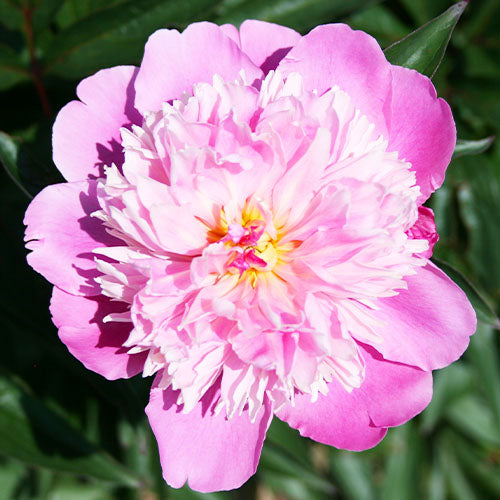 Peony Madame Furtado - Peonita