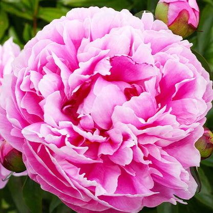 Peony Margaret Truman - Peonita