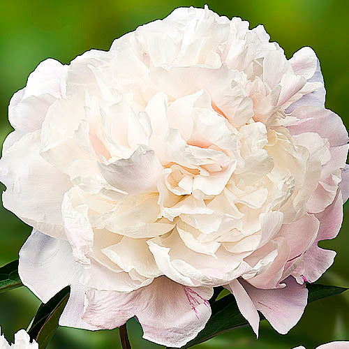 Peony Marie Lemoine - Peonita