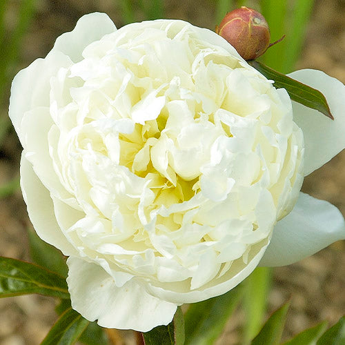 Peony Marie Lemoine - Peonita