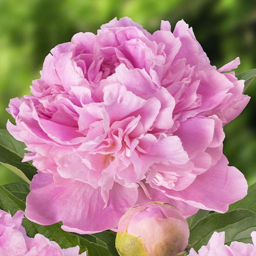 Peony Mary Brand - Peonita