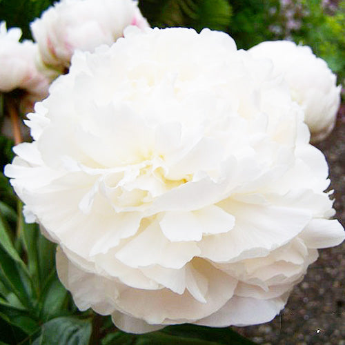 Peony Mary E. Nicholls - Peonita