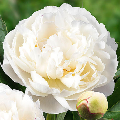 Peony Mary E. Nicholls - Peonita