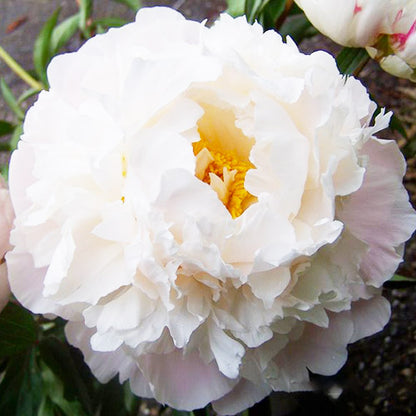 Peony Mary E. Nicholls - Peonita