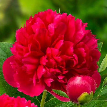 Peony Mary Jo Legare - Peonita