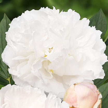 Peony Miss America - Peonita