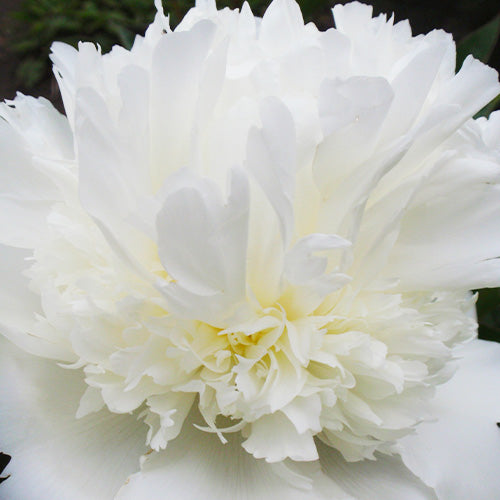 Peony Miss Kelly - Peonita