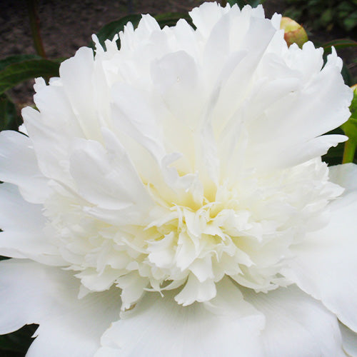 Peony Miss Kelly - Peonita