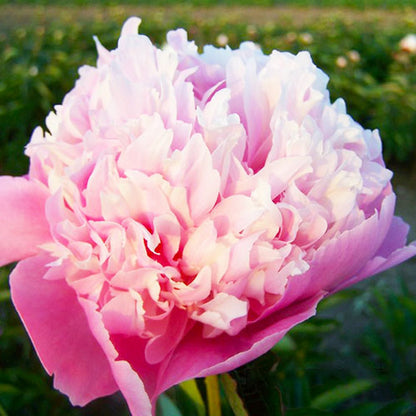 Peony Mme Emile Debatene - Peonita