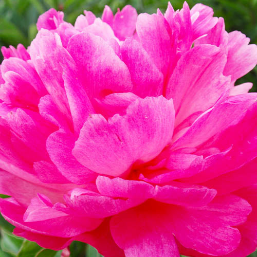 Peony Mme Emile Debatene - Peonita