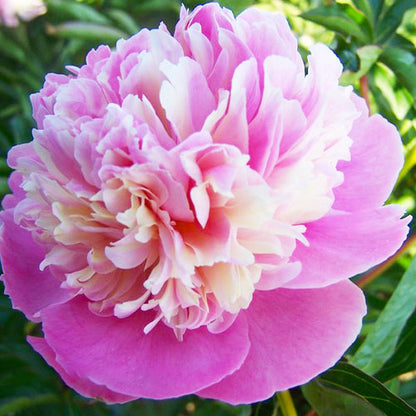 Peony Mme Emile Debatene - Peonita