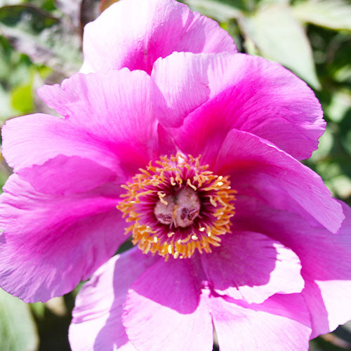 Peony Mollis - Peonita