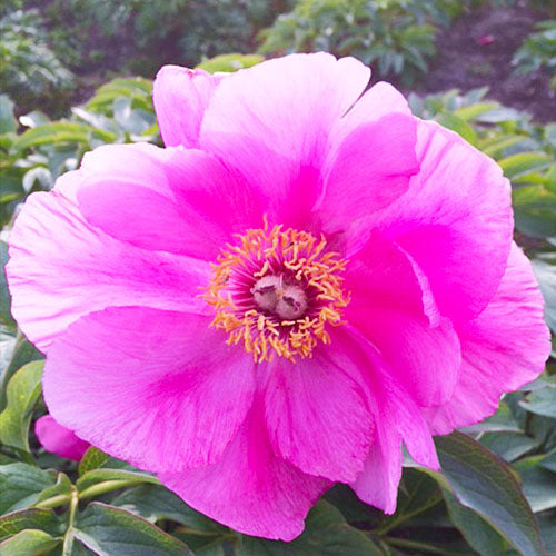 Peony Mollis - Peonita