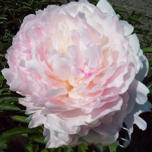 Peony Mons Charles Leveque - Peonita