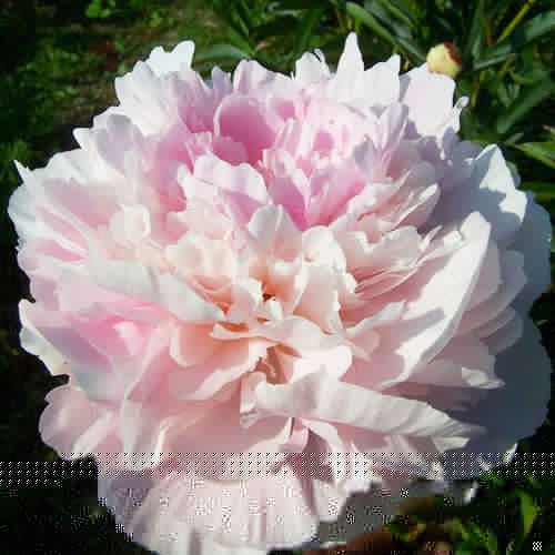 Peony Mons Charles Leveque - Peonita