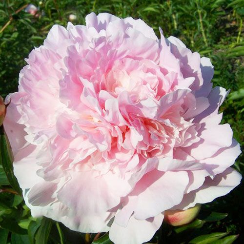 Peony Mons Charles Leveque - Peonita