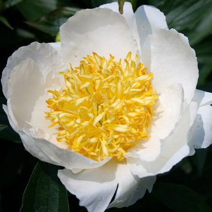 Peony Moon of Nippon - Peonita