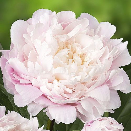 Peony Moon River - Peonita