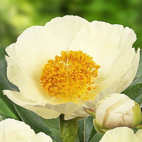 Peony Moonrise - Peonita