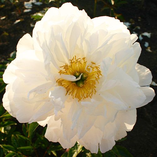 Peony Moonstone - Peonita