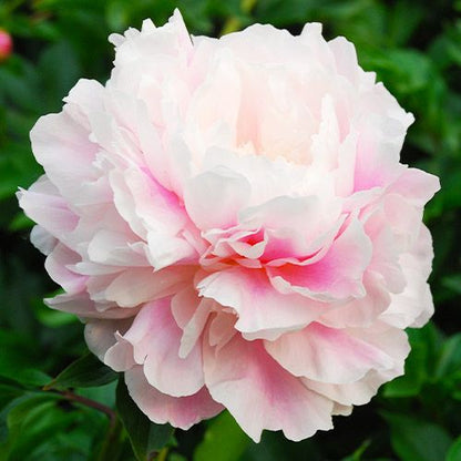 Peony Morning Kiss - Peonita