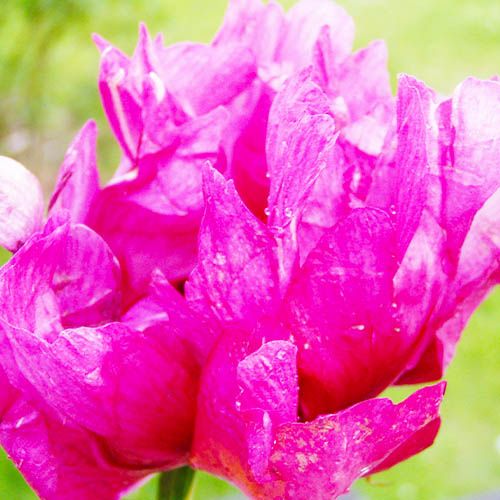 Peony Morning Lilac - Peonita