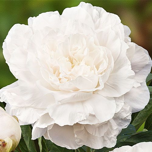 Peony Mothers Choice - Peonita